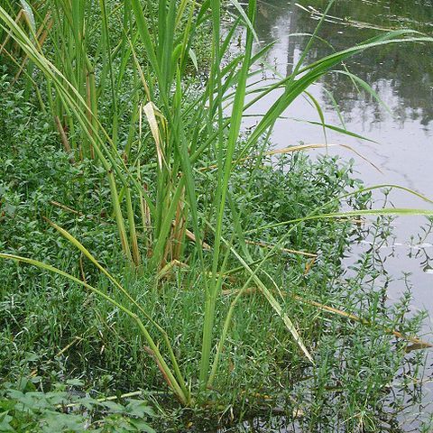 Zizania latifolia unspecified picture