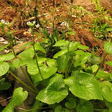 Eutrema japonicum unspecified picture