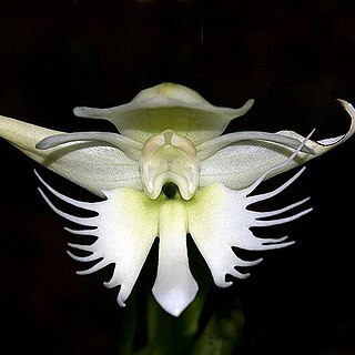 Pecteilis gigantea unspecified picture