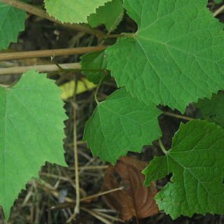 Vitis amurensis unspecified picture