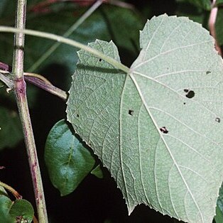 Vitis cinerea unspecified picture
