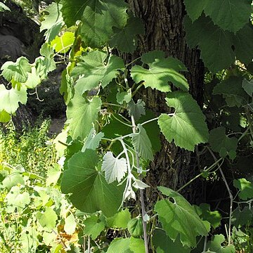 Vitis girdiana unspecified picture