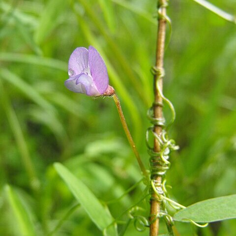 Vicia hassei unspecified picture