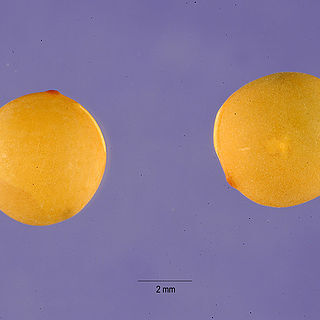 Vicia sativa subsp. sativa unspecified picture