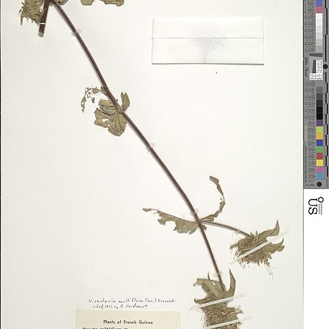 Virectaria unspecified picture