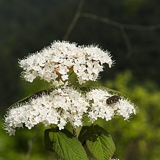 Viburnum erosum unspecified picture