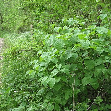 Viburnum molle unspecified picture