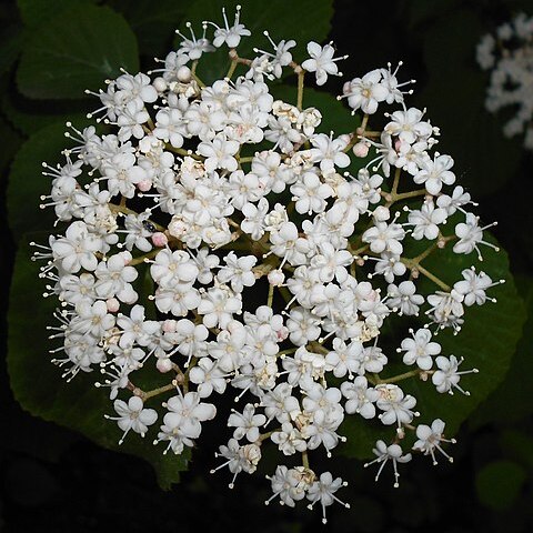 Viburnum betulifolium unspecified picture