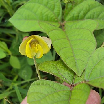 Vigna trilobata unspecified picture