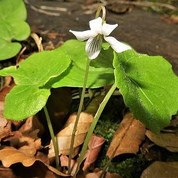 Viola hultenii unspecified picture