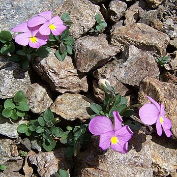 Viola comollia unspecified picture