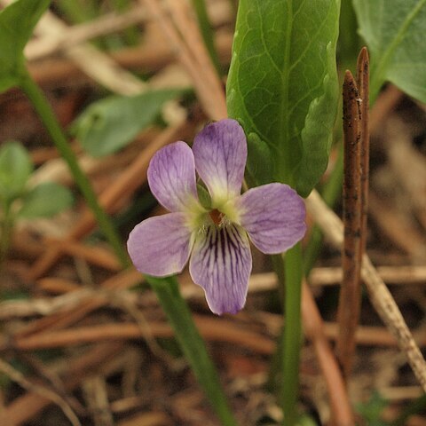 Viola chelmea unspecified picture