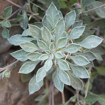 Viola cinerea unspecified picture