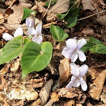 Viola bissetii unspecified picture