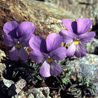 Viola valderia unspecified picture