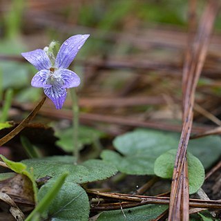 Viola villosa unspecified picture