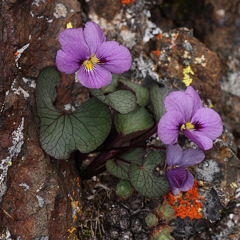 Viola flettii unspecified picture