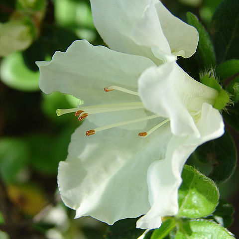 Azalea unspecified picture