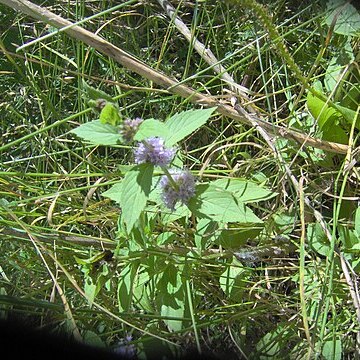 Mentha canadensis unspecified picture