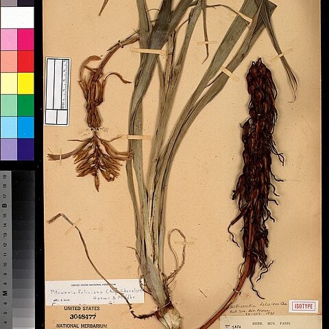 Pitcairnia feliciana unspecified picture