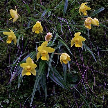 Spathoglottis ixioides unspecified picture