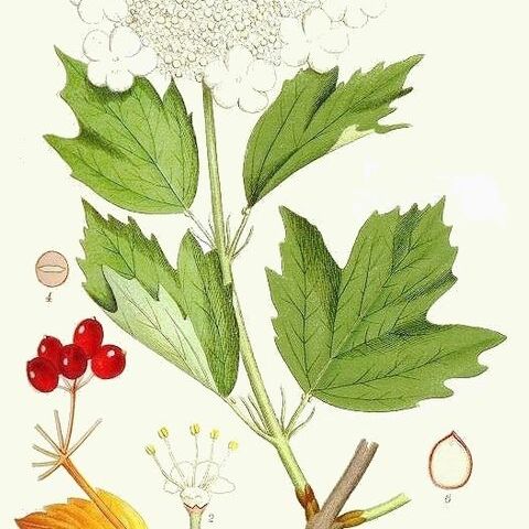 Viburnaceae unspecified picture