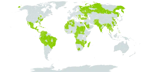 Abelmoschus esculentus world distribution map, present in Afghanistan, Angola, Albania, Antigua and Barbuda, Benin, Bonaire, Sint Eustatius and Saba, Burkina Faso, Bangladesh, Bulgaria, Bahamas, Belize, Bolivia (Plurinational State of), Brazil, Barbados, Bhutan, Central African Republic, China, Cameroon, Congo, Cook Islands, Colombia, Costa Rica, Cuba, Dominican Republic, Algeria, Egypt, Fiji, Gabon, Guinea, Guadeloupe, Equatorial Guinea, Greece, Guatemala, Guam, Honduras, Croatia, Haiti, India, Jamaica, Kenya, Cambodia, Lao People's Democratic Republic, Sri Lanka, Morocco, Madagascar, Mexico, Marshall Islands, Myanmar, Mozambique, Mauritania, Martinique, Mauritius, Nicaragua, Niue, Nepal, Pakistan, Panama, Peru, Philippines, Palau, Puerto Rico, Réunion, Romania, Russian Federation, Saudi Arabia, Sudan, El Salvador, South Sudan, Sao Tome and Principe, Turks and Caicos Islands, Chad, Togo, Thailand, Trinidad and Tobago, Turkey, Taiwan, Province of China, Ukraine, United States of America, Venezuela (Bolivarian Republic of), Viet Nam, South Africa, Zambia, and Zimbabwe