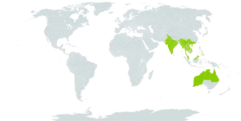 Abelmoschus sagittifolius world distribution map, present in Australia, China, India, Cambodia, Lao People's Democratic Republic, Myanmar, Malaysia, Philippines, Thailand, and Viet Nam