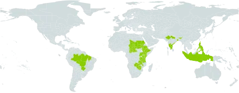 Abrus fruticulosus world distribution map, present in Brazil, Central African Republic, Ethiopia, Indonesia, India, Kenya, Malawi, Philippines, Sudan, Chad, Tanzania, United Republic of, Uganda, Zambia, and Zimbabwe
