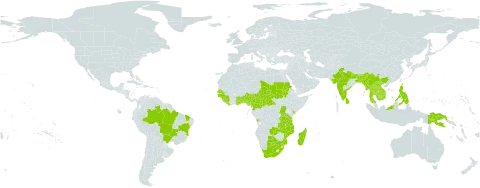 Abrus pulchellus world distribution map, present in Angola, Benin, Bangladesh, Brazil, Bhutan, Botswana, Central African Republic, China, Cameroon, Ghana, Guinea, Guinea-Bissau, Equatorial Guinea, Indonesia, India, Kenya, Cambodia, Lao People's Democratic Republic, Liberia, Sri Lanka, Madagascar, Myanmar, Mozambique, Malawi, Malaysia, Nigeria, Nepal, Philippines, Papua New Guinea, Sudan, Senegal, Sierra Leone, Chad, Togo, Thailand, Tanzania, United Republic of, Uganda, Viet Nam, South Africa, and Zambia