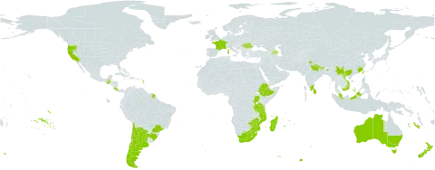 Acacia dealbata world distribution map, present in Argentina, Australia, Azerbaijan, Brazil, Chile, China, Costa Rica, Ethiopia, France, Georgia, Guatemala, India, Italy, Sri Lanka, Lesotho, Madagascar, Mozambique, Mauritius, Malaysia, Nepal, New Zealand, Portugal, Réunion, Romania, Serbia, Taiwan, Province of China, Tanzania, United Republic of, Uganda, United States of America, Viet Nam, South Africa, and Zimbabwe