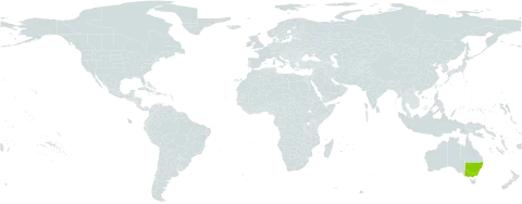 Acacia dealbata subsp. subalpina world distribution map, present in Australia