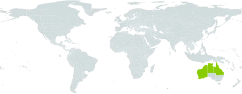 Acacia galioides world distribution map, present in Australia