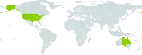 Acacia georginae world distribution map, present in Australia and United States of America