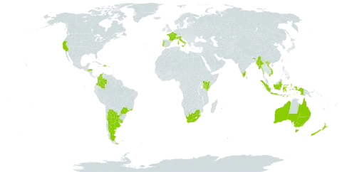 Acacia longifolia world distribution map, present in Argentina, Australia, Brazil, Colombia, Dominican Republic, France, Honduras, Indonesia, India, Italy, Kenya, Sri Lanka, Myanmar, Mauritius, New Zealand, Portugal, Réunion, Uruguay, United States of America, Viet Nam, and South Africa