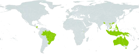 Acacia mangium world distribution map, present in Australia, Bangladesh, Brazil, Brunei Darussalam, China, Hong Kong, Indonesia, India, Iceland, Kenya, Nicaragua, Philippines, Papua New Guinea, Singapore, and Viet Nam