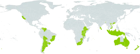 Acacia podalyriifolia world distribution map, present in Argentina, Australia, Bolivia (Plurinational State of), Brazil, China, Ethiopia, Indonesia, India, Kenya, Sri Lanka, Mauritius, Malawi, Malaysia, New Zealand, Puerto Rico, Réunion, Tanzania, United Republic of, Uganda, United States of America, Venezuela (Bolivarian Republic of), Viet Nam, South Africa, and Zimbabwe