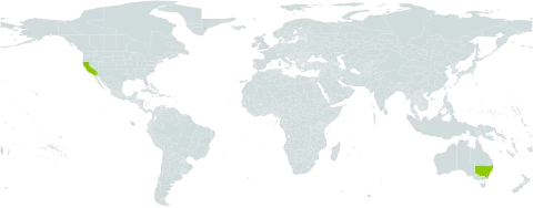 Acacia vestita world distribution map, present in Australia and United States of America