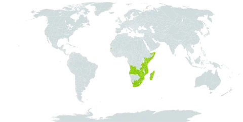 Acampe pachyglossa world distribution map, present in Angola, Comoros, Kenya, Madagascar, Mozambique, Mauritius, Réunion, Somalia, eSwatini, Seychelles, Tanzania, United Republic of, South Africa, Zambia, and Zimbabwe