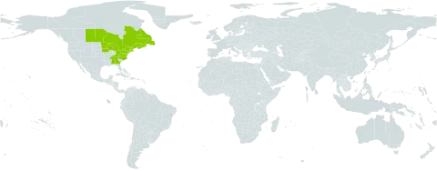 Acer spicatum world distribution map, present in Canada, France, Saint Pierre and Miquelon, and United States of America