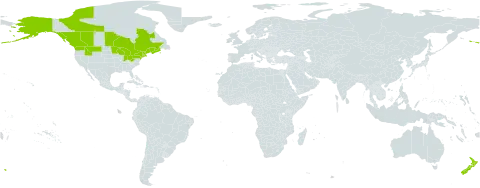 Achillea ptarmica world distribution map, present in Canada, France, New Zealand, and United States of America