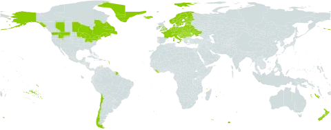 Achillea ptarmica subsp. ptarmica world distribution map, present in Austria, Belgium, Bosnia and Herzegovina, Belarus, Canada, Switzerland, Chile, Czech Republic, Germany, Denmark, Estonia, Finland, France, United Kingdom of Great Britain and Northern Ireland, Greenland, Croatia, Hungary, Iceland, Italy, Liberia, Lithuania, Luxembourg, Latvia, Montenegro, Netherlands, Norway, New Zealand, Poland, Romania, Russian Federation, South Georgia and the South Sandwich Islands, Saint Pierre and Miquelon, Serbia, Slovakia, Slovenia, Sweden, Ukraine, and United States of America