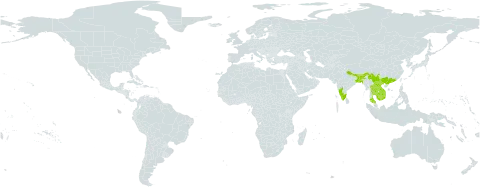 Acilepis saligna world distribution map, present in Bangladesh, Bhutan, China, India, Cambodia, Lao People's Democratic Republic, Myanmar, Nepal, Thailand, and Viet Nam