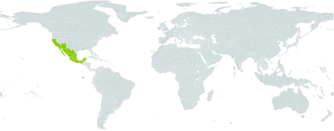 Acmispon micranthus world distribution map, present in Mexico and United States of America