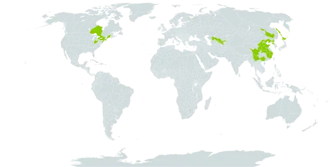 Actinidia arguta world distribution map, present in Canada, China, Japan, Korea (Democratic People's Republic of), Russian Federation, United States of America, and Uzbekistan