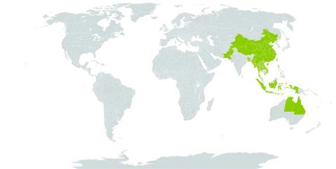 Actinoscirpus grossus world distribution map, present in Andorra, Australia, Bangladesh, China, Indonesia, Lao People's Democratic Republic, Myanmar, Nepal, Pakistan, Philippines, Solomon Islands, Thailand, Taiwan, Province of China, and Viet Nam