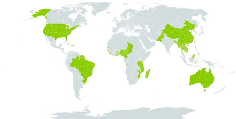 Adenanthera intermedia world distribution map, present in Angola, Antigua and Barbuda, Australia, Bangladesh, Bahamas, Brazil, Barbados, Brunei Darussalam, China, Cameroon, Comoros, Cayman Islands, Dominica, Dominican Republic, Fiji, Ghana, Guadeloupe, Guinea-Bissau, Grenada, French Guiana, Haiti, Indonesia, India, Jamaica, Cambodia, Saint Kitts and Nevis, Lao People's Democratic Republic, Saint Lucia, Sri Lanka, Madagascar, Maldives, Myanmar, Northern Mariana Islands, Mozambique, Montserrat, Martinique, Mauritius, Malaysia, Nigeria, Niue, Pakistan, Philippines, Papua New Guinea, Réunion, Singapore, Solomon Islands, Sierra Leone, Suriname, Seychelles, Chad, Togo, Thailand, Taiwan, Province of China, Tanzania, United Republic of, Uganda, United States of America, and Viet Nam