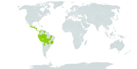 Adenaria floribunda world distribution map, present in Argentina, Bolivia (Plurinational State of), Brazil, Colombia, Costa Rica, Dominican Republic, Ecuador, Guatemala, Honduras, Haiti, Mexico, Nicaragua, Panama, Peru, Paraguay, and Venezuela (Bolivarian Republic of)