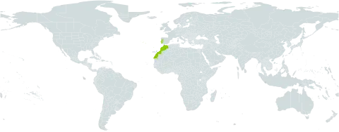 Adenocarpus hispanicus world distribution map, present in Morocco and Portugal
