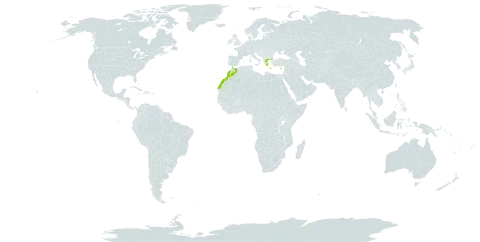 Aegilops comosa world distribution map, present in Cyprus, Greece, Morocco, and Turks and Caicos Islands
